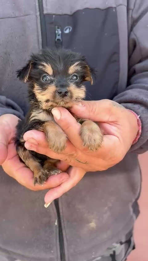 Yorkshire Terrier perros en venta: Yorkshire  - Video 5