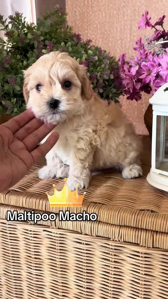 Maltipoo perros en venta: Maltipoo de caramelo !!!! - Video 1