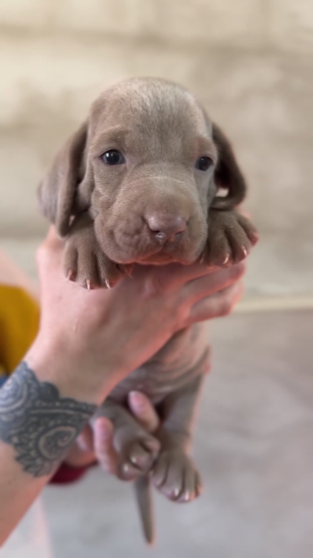 Weimaraner perros en venta: Braco de Weimar hembra  - Video 1