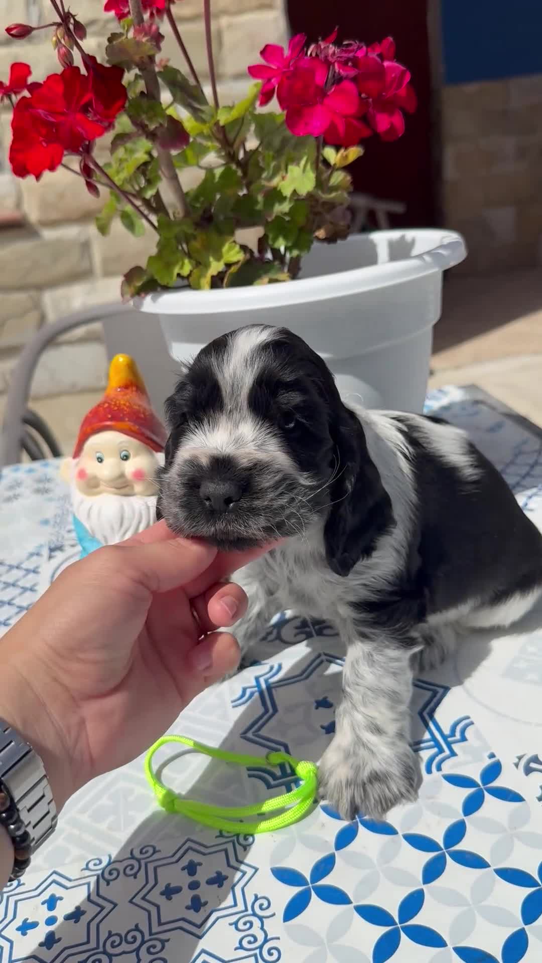 Cocker Spaniel Inglés perros en venta: Cachorros cocker spaniel ingles - Video 2