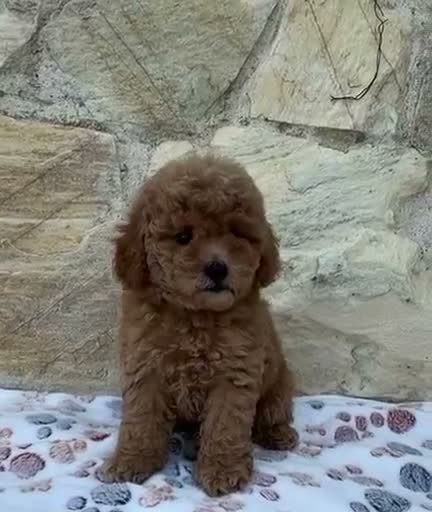 Caniche Toy perros en venta: Caniche toy - Video 2