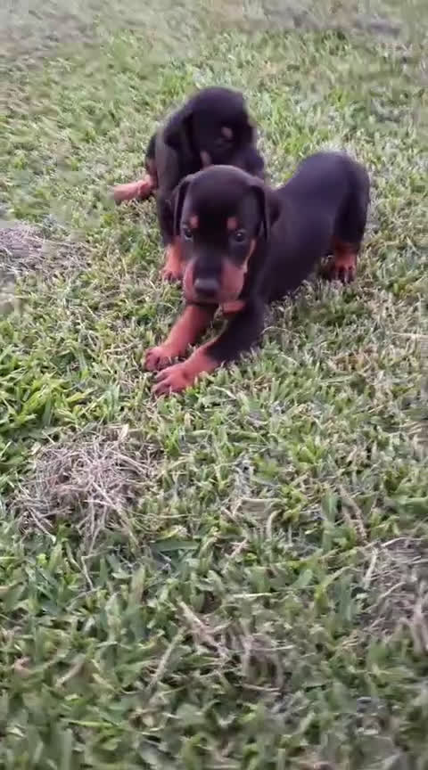 Dobermann perros en venta: CACHORRO DOBERMAN  - Video 1