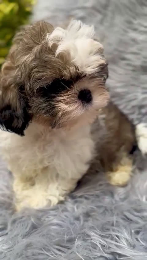 Shih Tzu perros en venta: Shih tzu tricolor  - Video 1