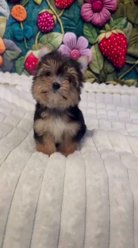 Yorkshire Terrier perros en venta: Yorkshire terrier Toy hembra disponible  - Video 1