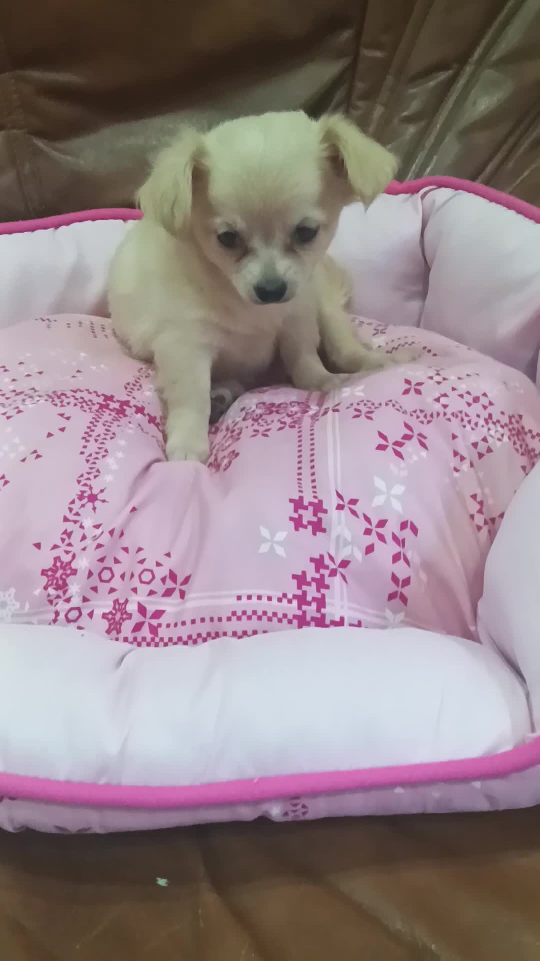 Chihuahua perros en venta: CHIHUAHUA TOY  - Video 3