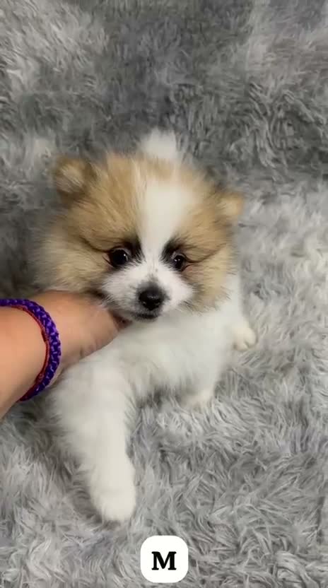 Pomerania perros en venta: POMERANIA PARTY TOY - Video 1