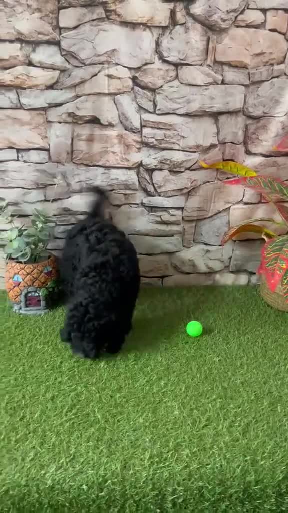 Caniche Toy perros en venta: CANICHE TOY NEGRITO - Video 1