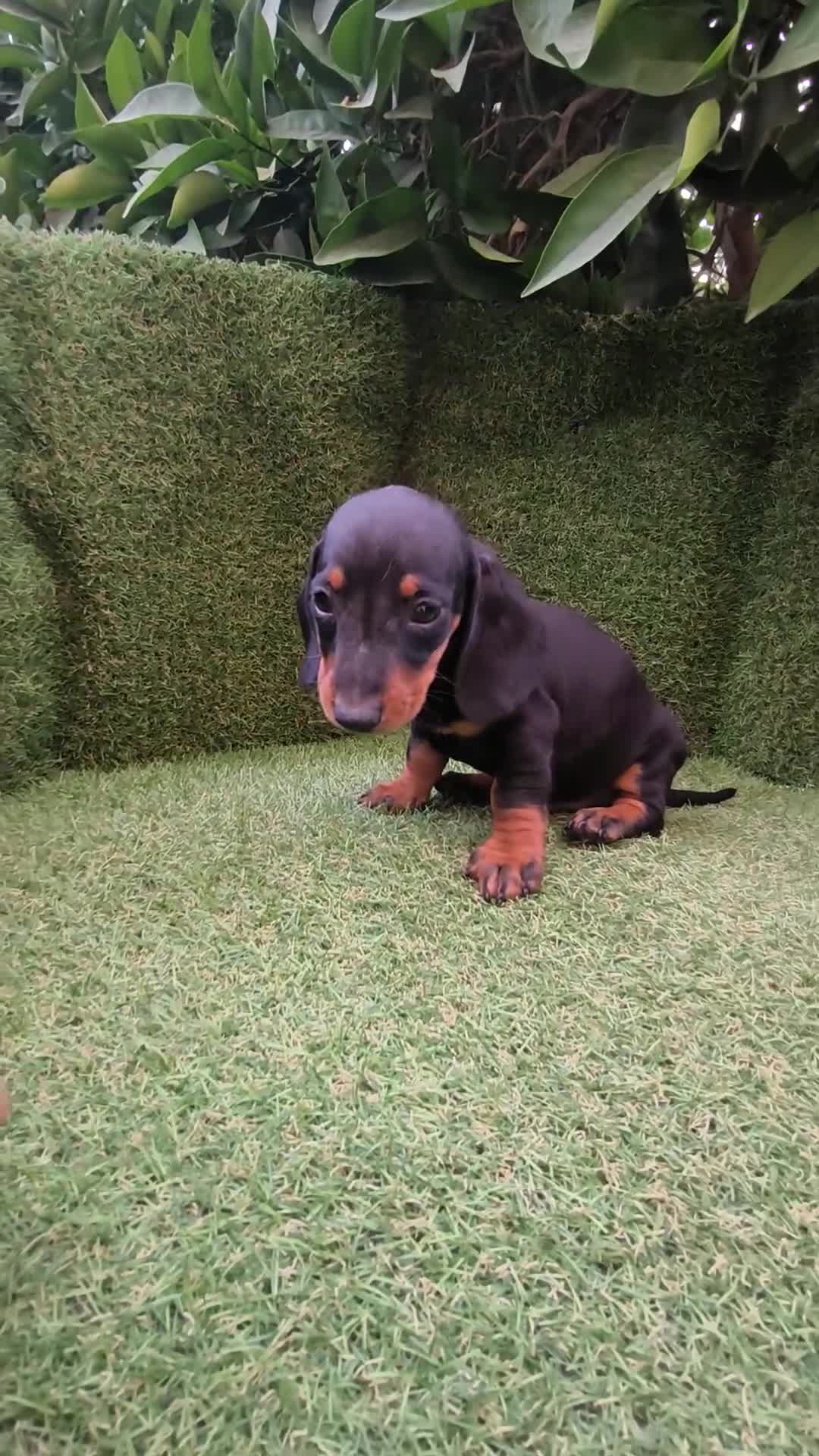 Teckel Miniatura perros en venta: teckel miniatura negro fuego machos y hembras  - Video 1