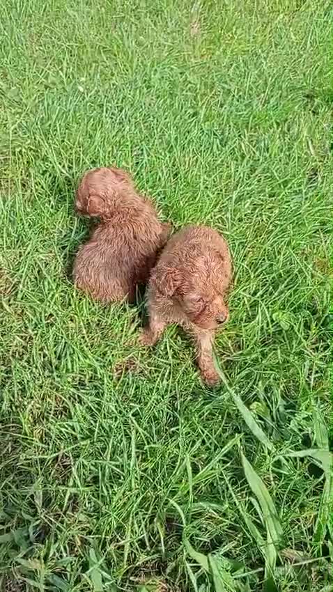 Caniche Toy perros en venta: Caniche toy  - Video 3
