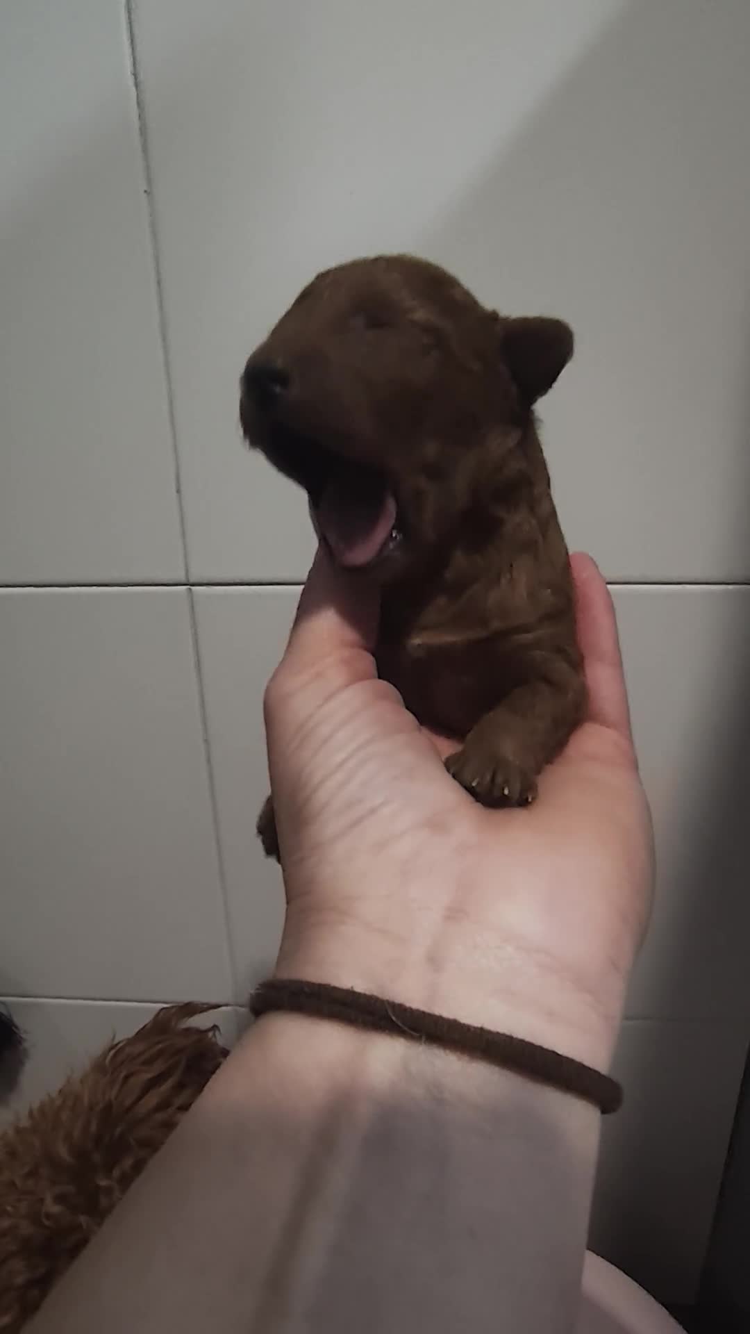 Caniche Toy perros en venta: ABRIMOS RESERVAS CANICHE ROJO en Barcelona - Video 3