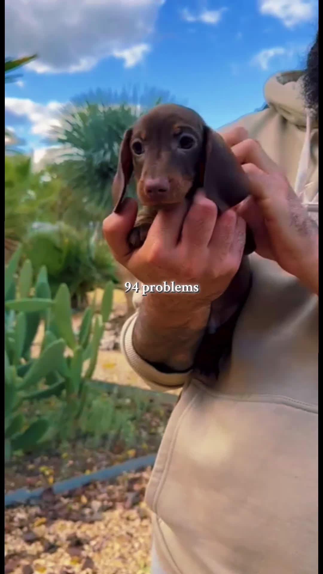 Teckel perros en venta: MACHO TECKEL KANINCHEN  - Video 1