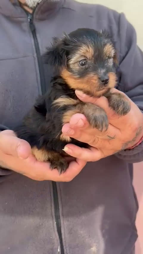 Yorkshire Terrier perros en venta: Yorkshire  - Video 4
