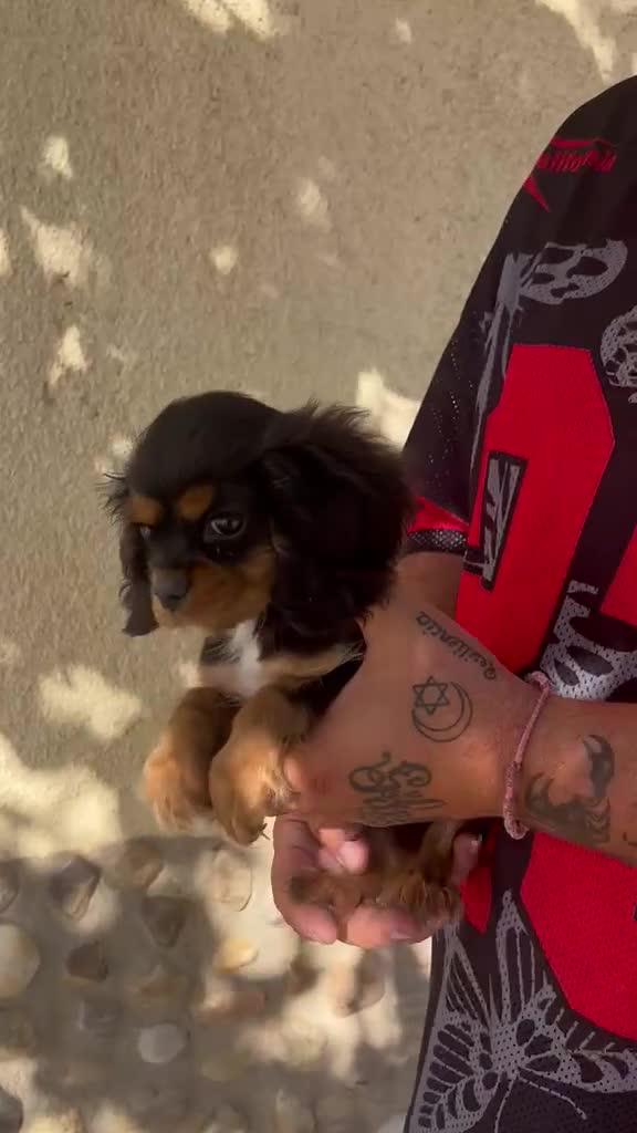 Cavalier King Charles Spaniel perros en venta: King cavalier  - Video 1