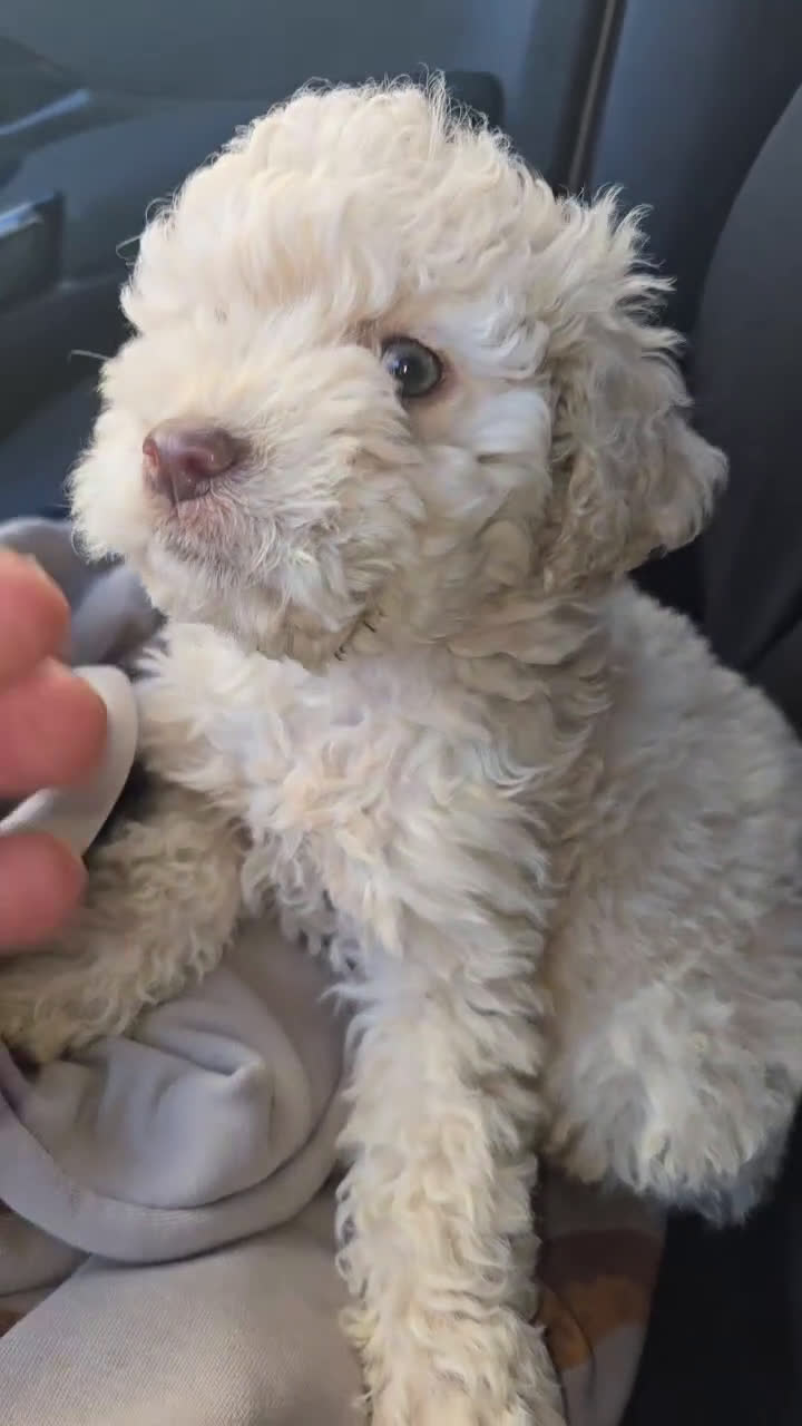 Perro de Agua Español perros en venta: Perro de agua  - Video 2