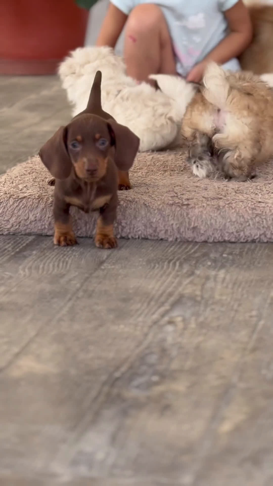 Teckel Miniatura perros en venta: ✨ Cacao y Bomgo – Tekel chocolate ✨ - Video 1