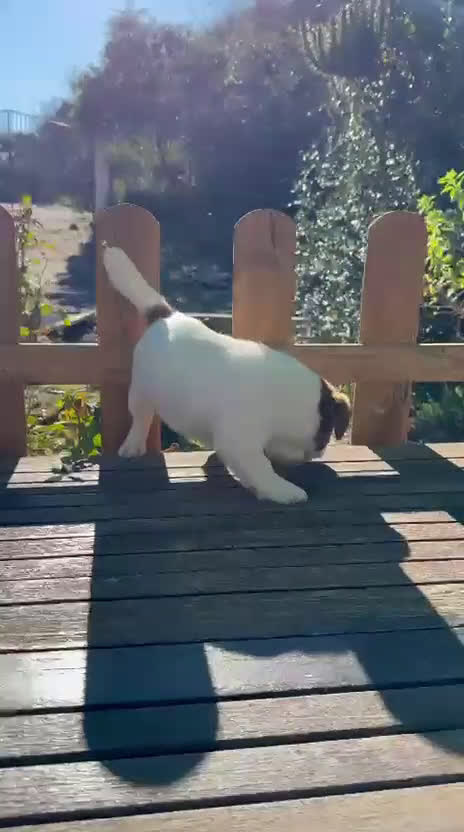 Jack Russell Terrier perros en venta: Jack Russell juguetones bicolor preciosos  - Video 1