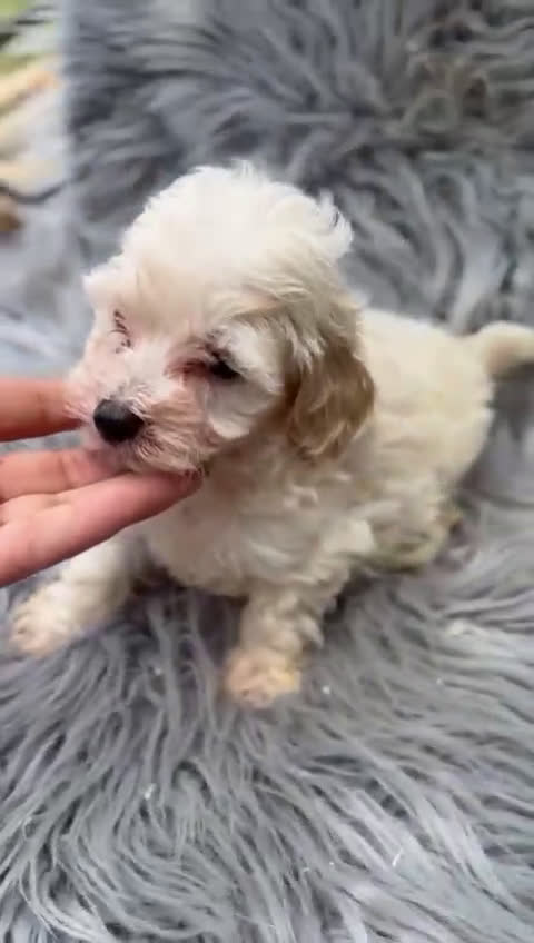 Maltipoo perros en venta: Maltipoo toy  - Video 1