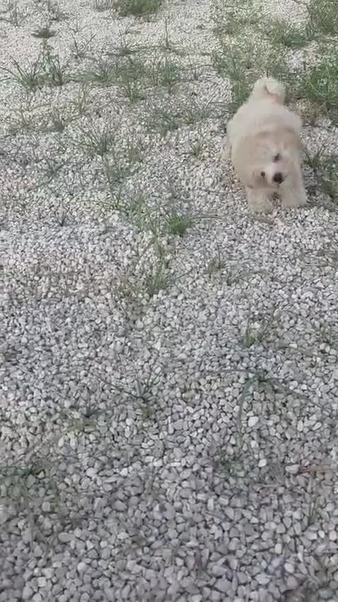 Maltipoo perros en venta: Maltipoo - Video 1