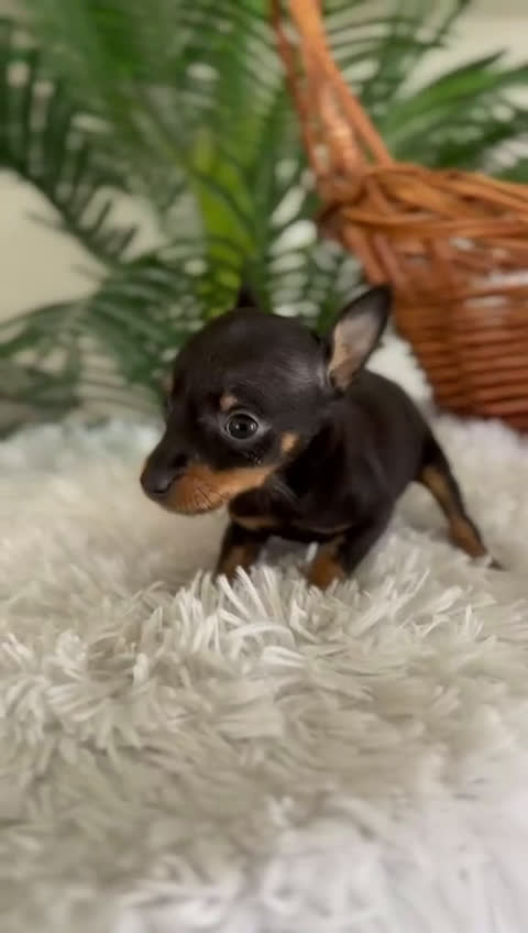 Pinscher Miniatura perros en venta: MINI PINSCHER MUNIATURA - Video 1