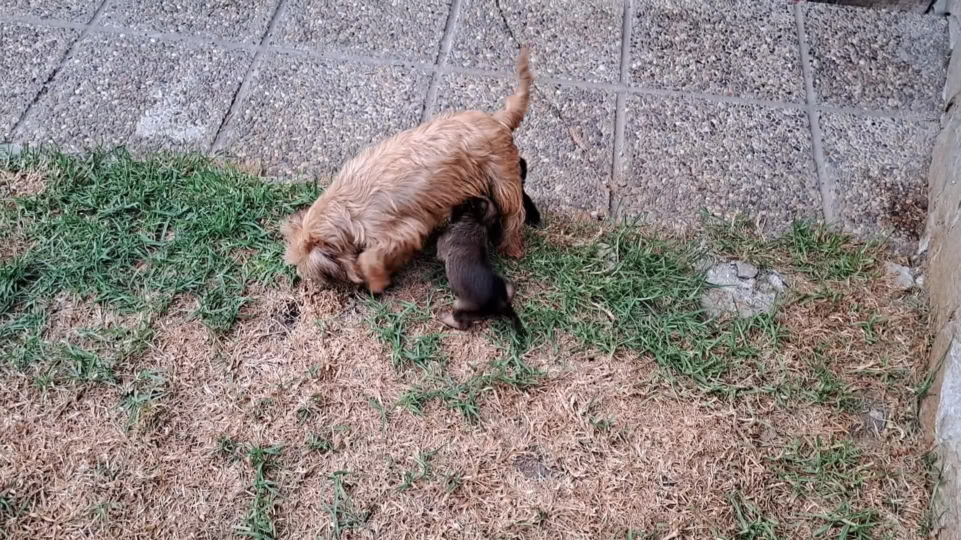 Grifón de Bruselas perros en venta: Griffon de bruselas - Video 1