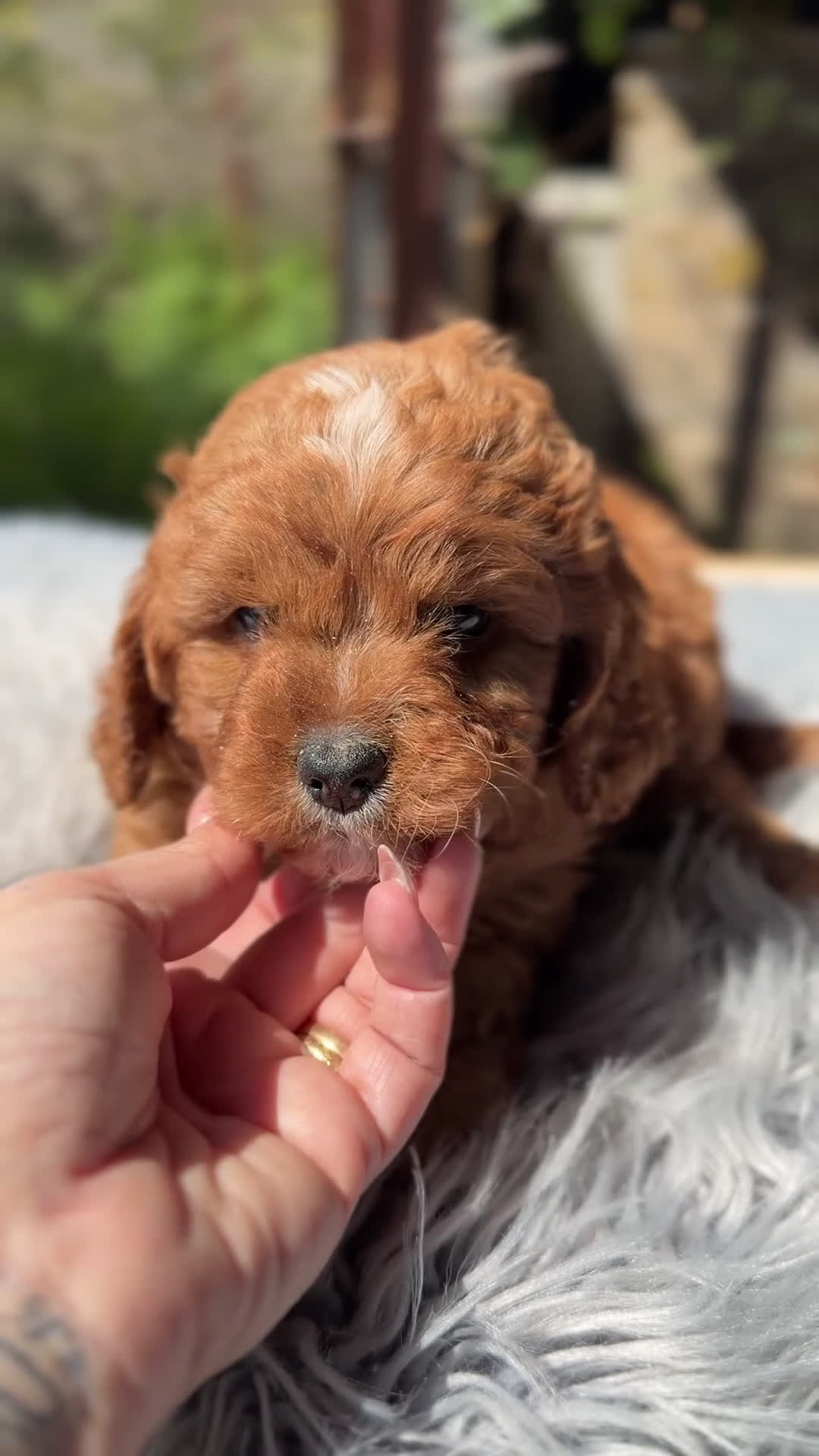 Cavapoo perros en venta: Cavapoo rojo mini  - Video 1