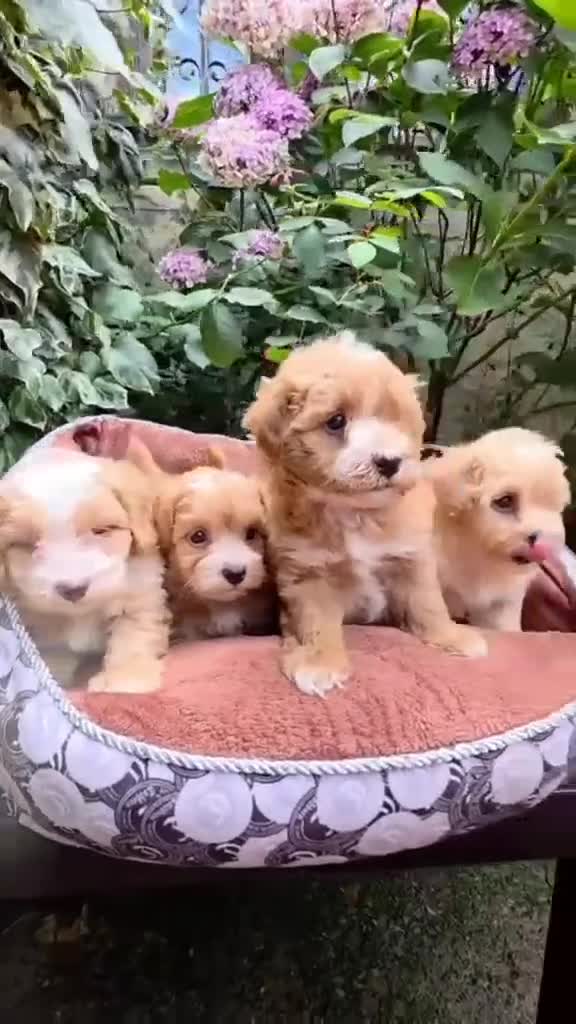 Maltipoo perros en venta: Espectáculos cachorros Maltipoo en Lugo - Video 1