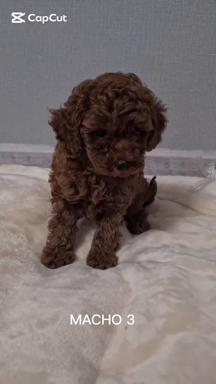 Caniche Toy perros en venta: ASIATICO 100% MACHO TOY  - Video 1