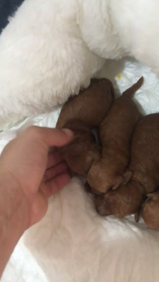 Caniche Toy perros en venta: IMPRESIONANTES CANICHES TOYS 😍🐶 en Madrid - Video 2