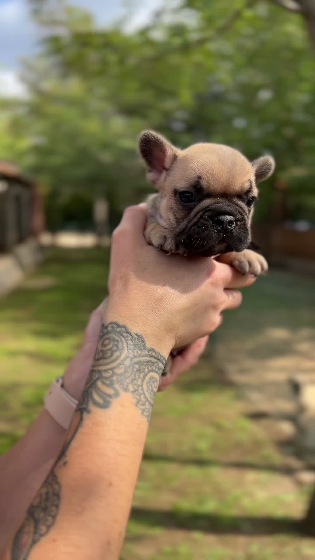 Bulldog Francés perros en venta: Bulldog fawn hembra  - Video 1