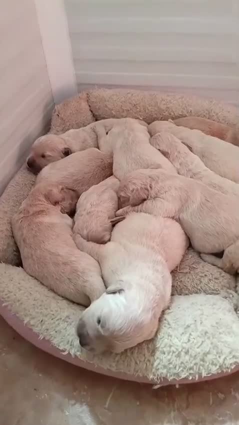 Golden Retriever perros en venta: Preciso dos cachorros de golden retriever  - Video 1