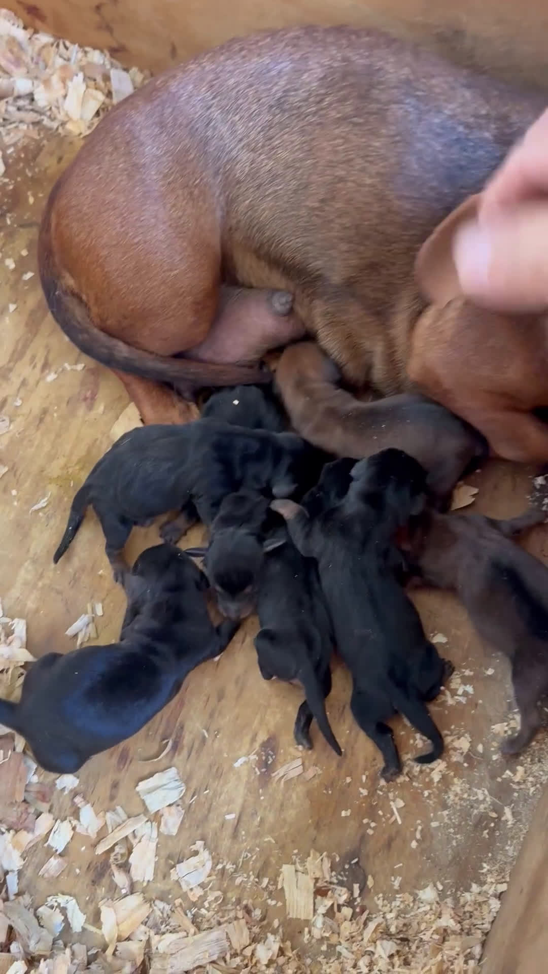 Teckel Miniatura perros en venta: Camada Teckel pelo corto miniatura - Video 1