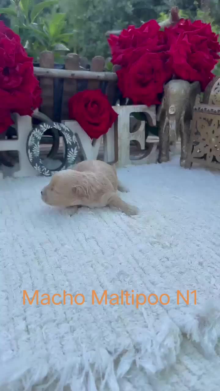 Maltipoo perros en venta: Maltipoo Toy Machos Rojos Y Apricot  - Video 3