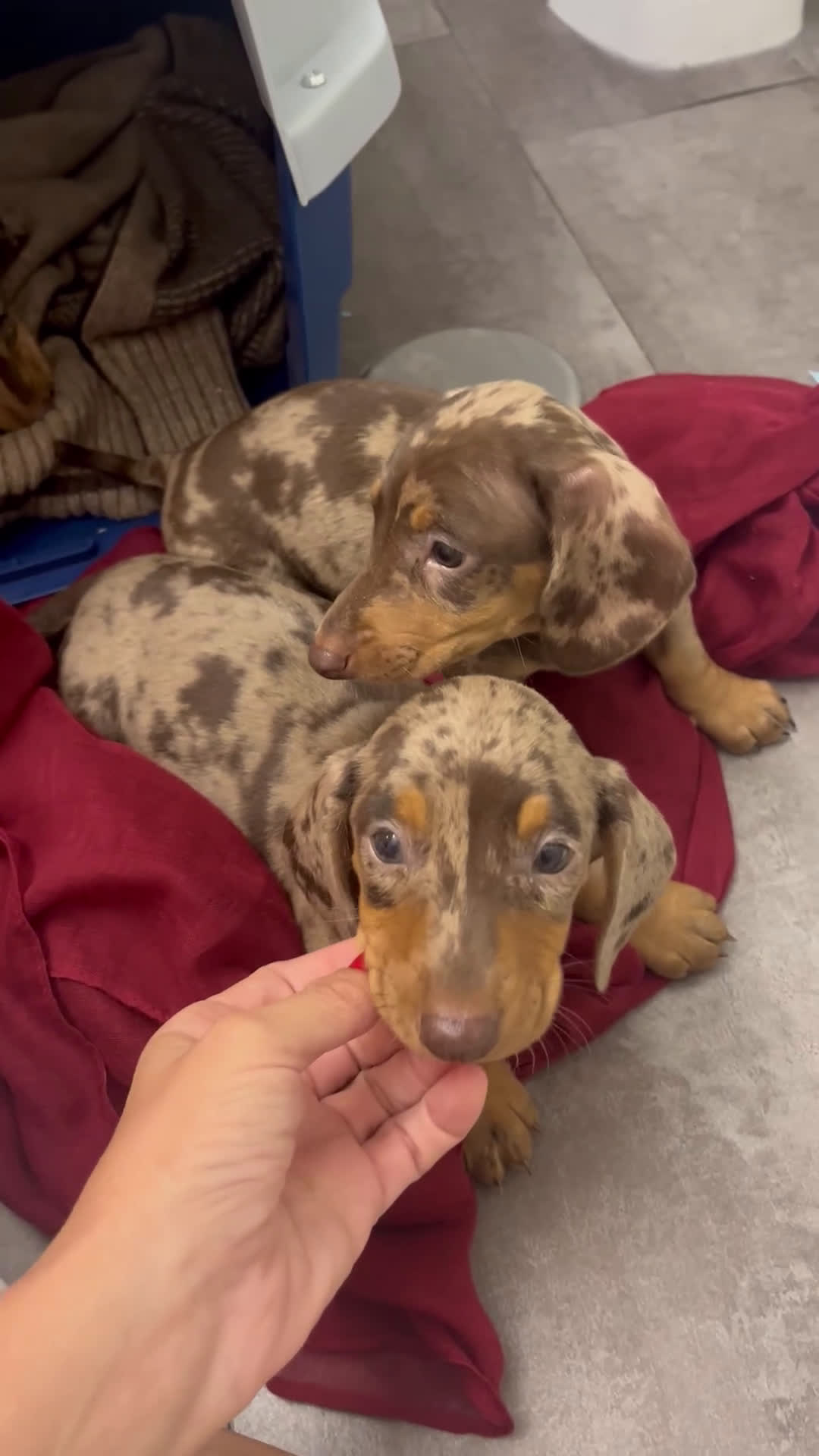 Teckel Miniatura perros en venta: Increíbles Teckel miniatura y Kaninchen .601144783 - Video 1