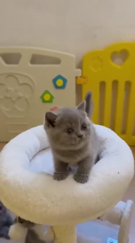 Británico de Pelo Corto Azul gatos en venta: Exclusivos gatitos British Shorthair Blue y Lilac  - Video 2