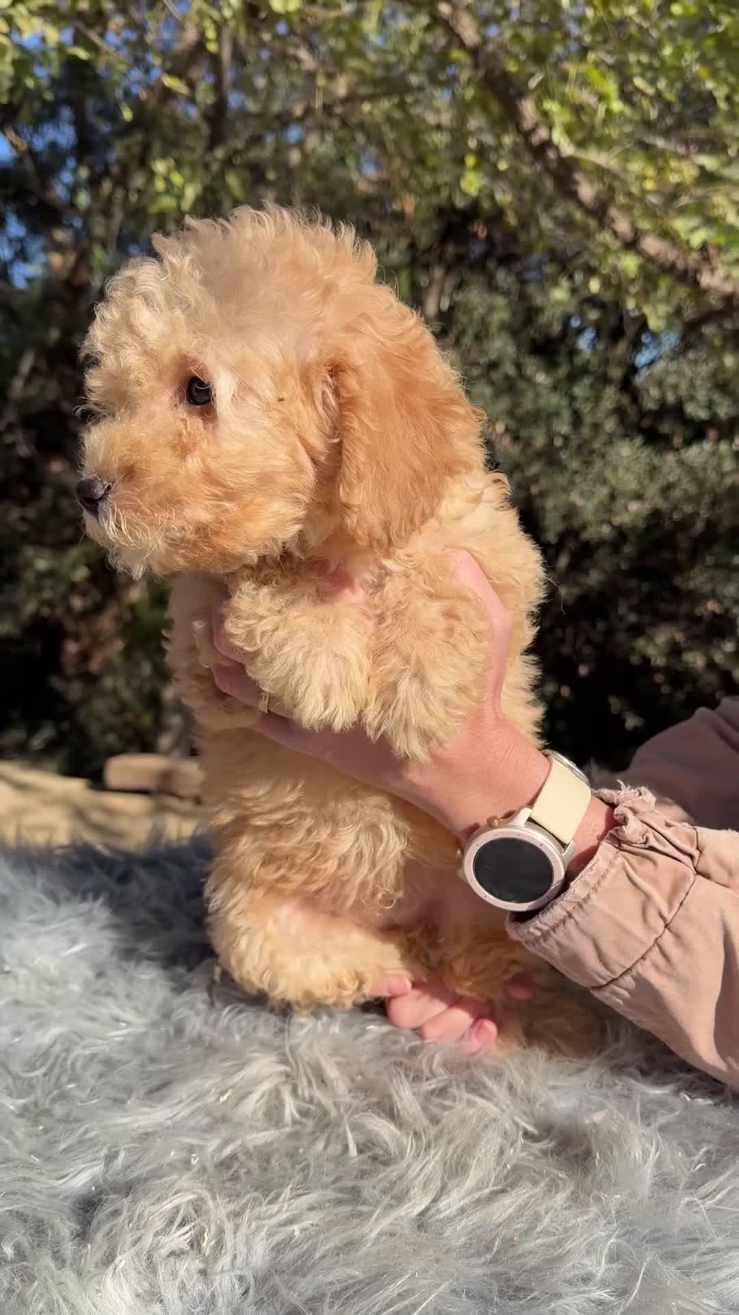 Caniche Enano perros en venta: Caniche enano Apricot  - Video 1