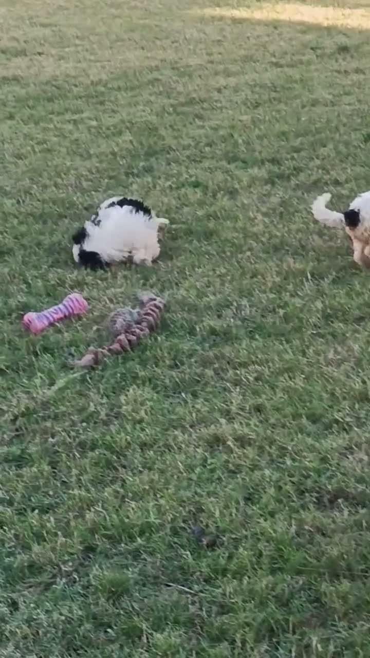 Perro de Agua Español perros en venta: Perro de agua , cachorros  - Video 2