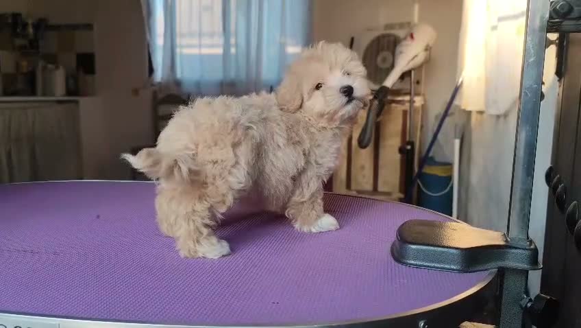 Maltipoo perros en venta: Macho de maltipoo nacionales - Video 1