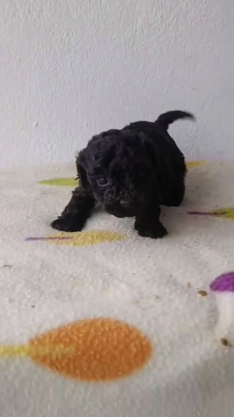 Caniche Toy perros en venta: Caniche toy  - Video 1
