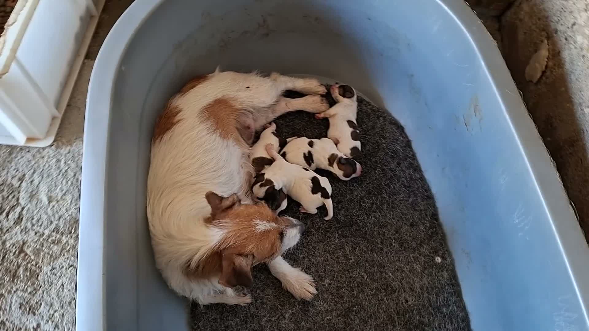 Jack Russell Terrier perros en venta: Jack Russell Terrier - Video 1
