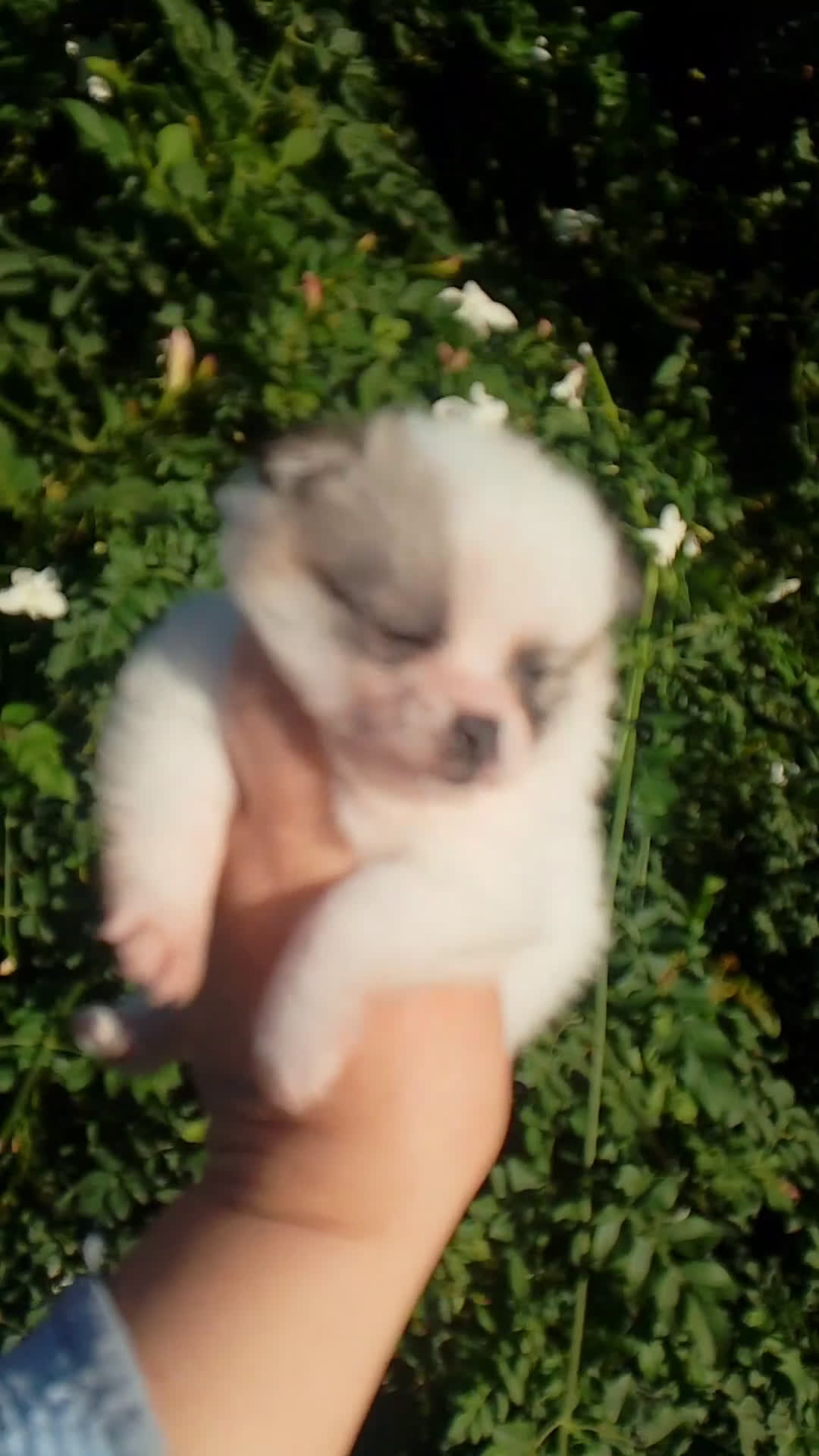 Pomerania perros en venta: Macho de pomerania macho  - Video 1