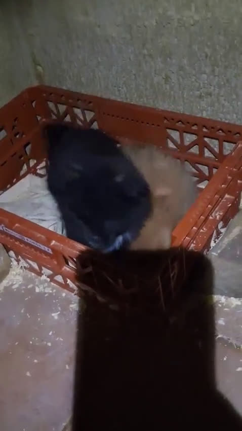 Raza Mixta perros en venta: Pekinés y pomerania  - Video 1