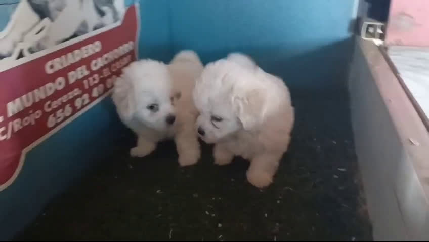 Bichón Maltés perros en venta: cachorros de bichon maltes  en Madrid - Video 1