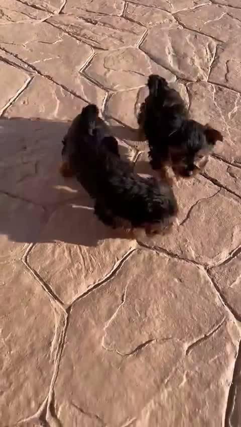 Yorkshire Terrier perros en venta: yorkshire mini en Barcelona - Video 1