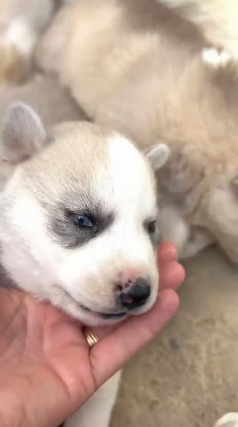 Husky Siberiano perros en venta: Husky - Video 5