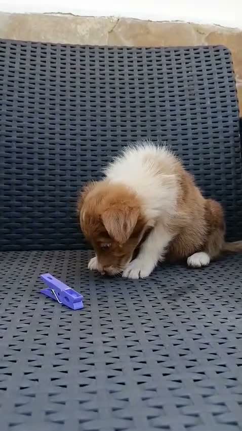 Border Collie perros en venta: Borde collie - Video 1