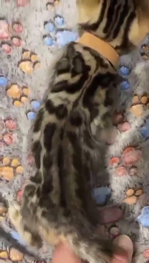 Bengalí gatos en venta: GATOS BENGALÍS  en Madrid - Video 2