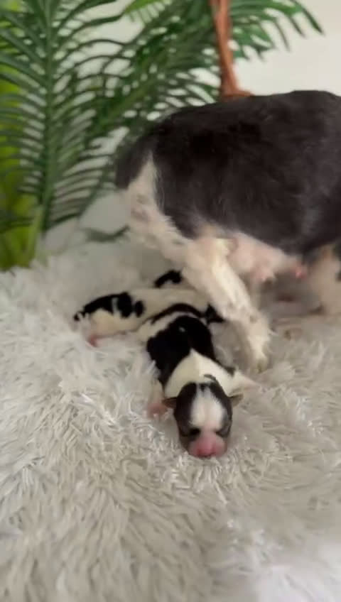 Yorkshire Terrier perros en venta: YORKSHIRE BIEWER - Video 1