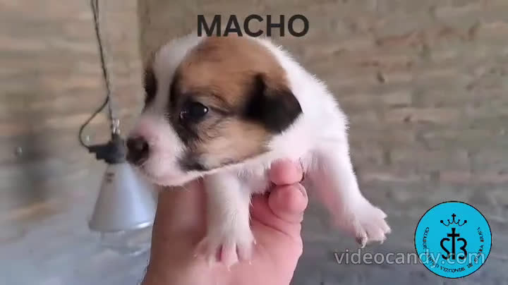 Jack Russell Terrier perros en venta: JACK RUSSELL PEDEGREE (LOE) - Video 4