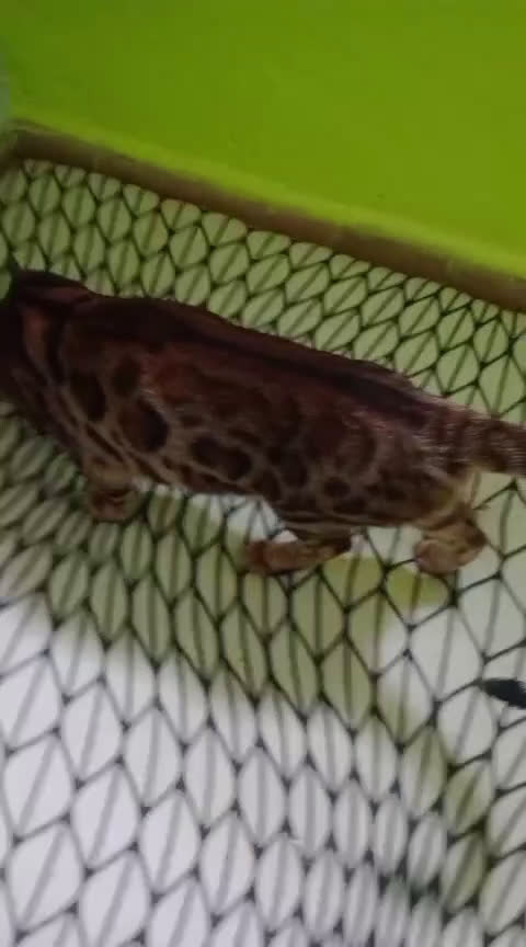 Bengalí gatos en venta: Gatos bengalis tienen 8 meses  - Video 3