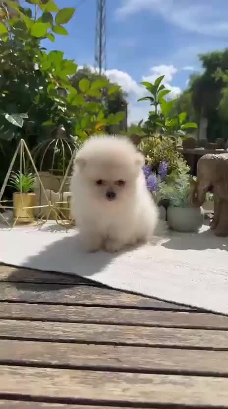 Pomerania perros en venta: Pomerania lulu Toy línea rusa macho super peludo - Video 1